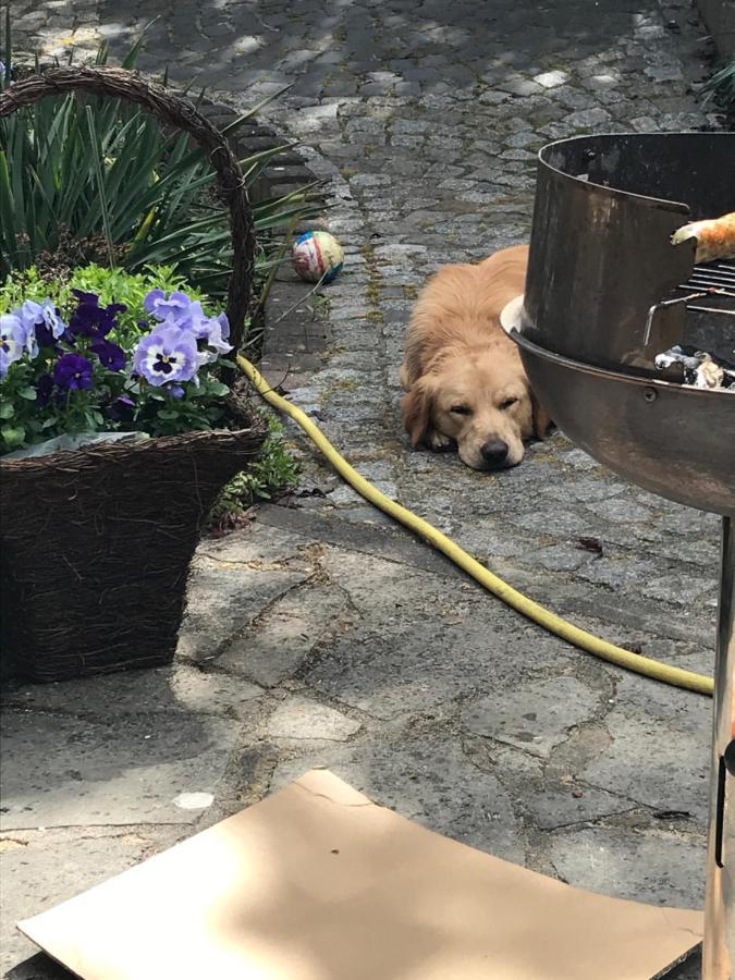 Ferienhaus Waldperle Harzblick Wernrode Bagian luar foto